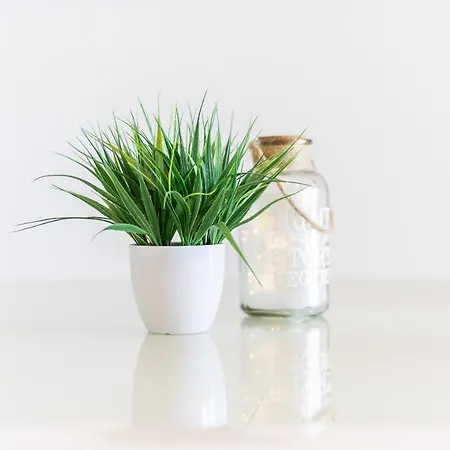 L'olivastro * Castelsardo